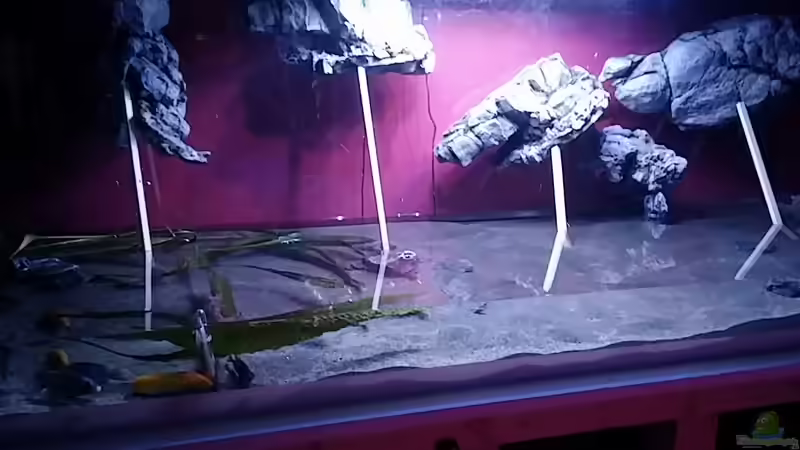 Fische blieben im Becken.. von Frank Hopp (35)