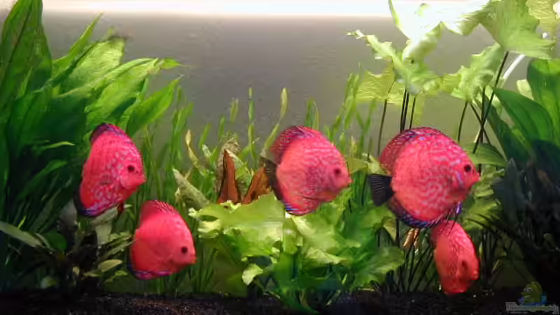 Fische für das Aquarium kaufen