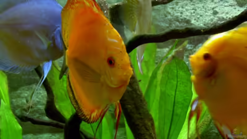 Fische im Aug. 2007 von Kurt Kastl (9)