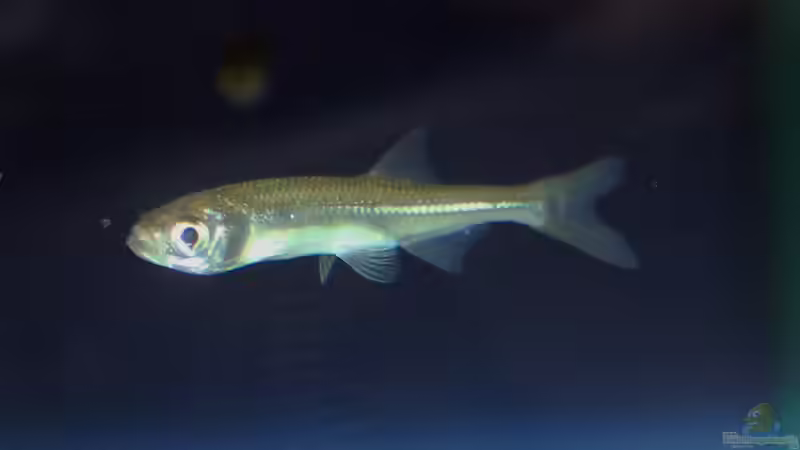 Fische im Gartenteich – Welche Arten passen in den naturnahen Teich?