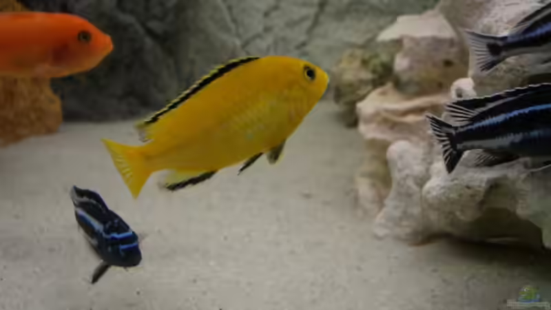 Fische in Action von Kai Verholen (14)