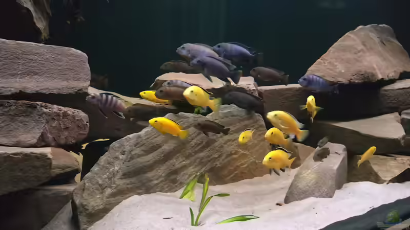 Fische in Pose von Tim Gleichmann (4)