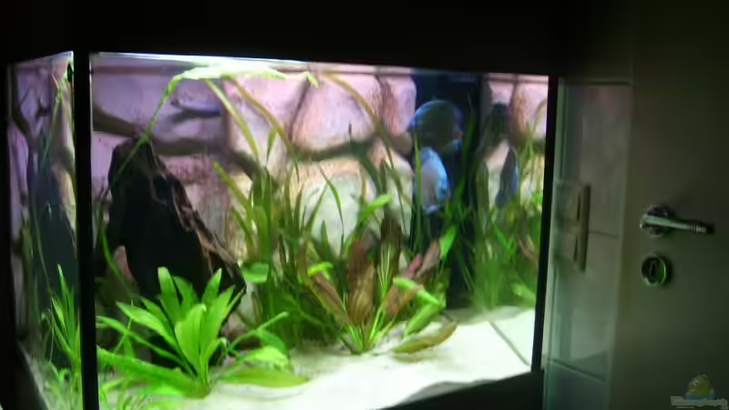 Fische sind am 12.09.08 eingezogen von Malawi und Diskus Fan (2)