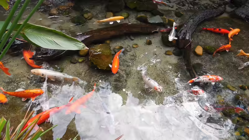 Fische und Amphibien im Gartenteich: Ein Miteinander mit Rückzugszonen