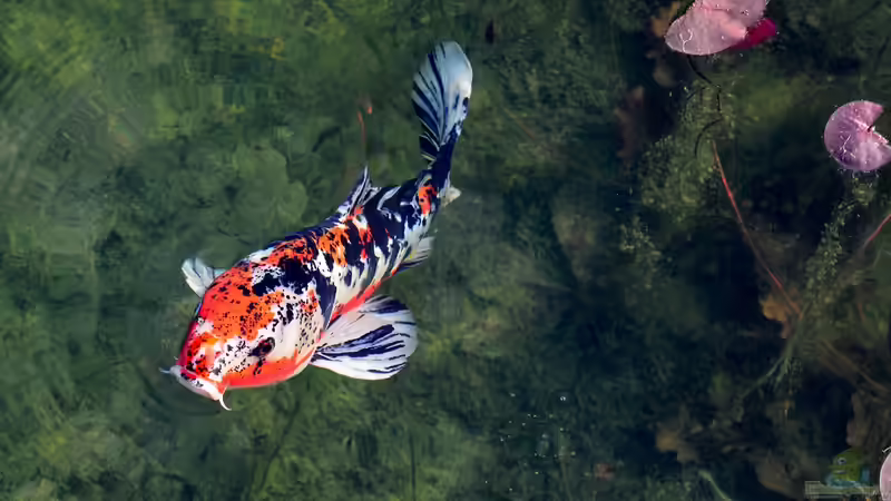 Fische und Amphibien im Gartenteich: Ein Miteinander mit Rückzugszonen