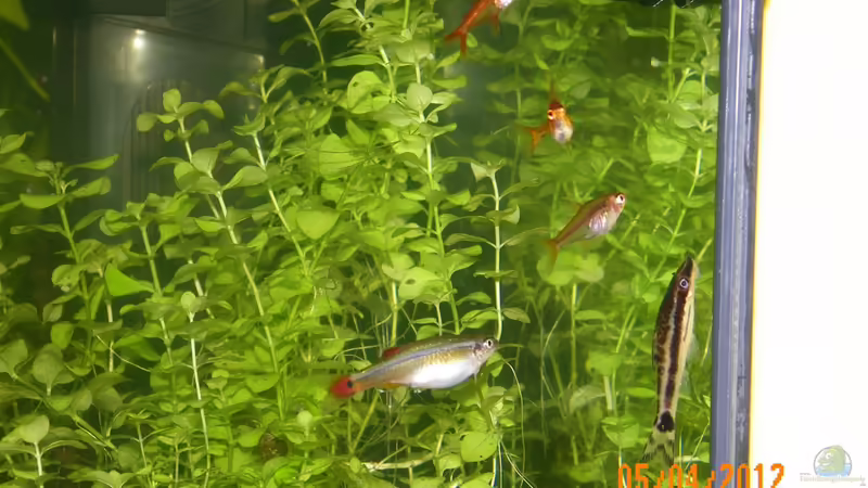 Fische von Bienchen1976 (4)