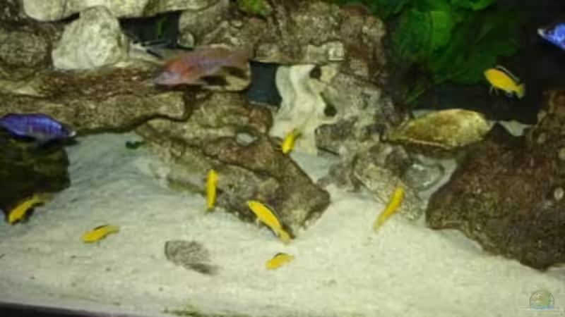 Fische von exodus73 (11)