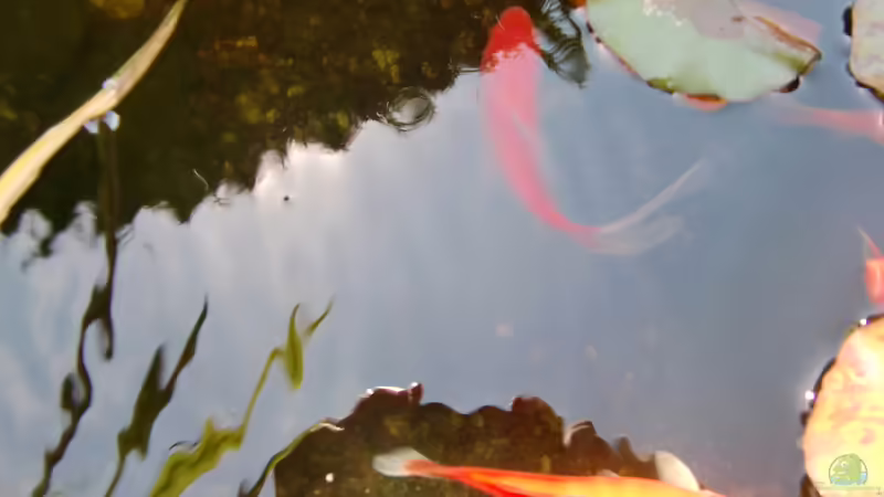 Fische von HOTU (26)