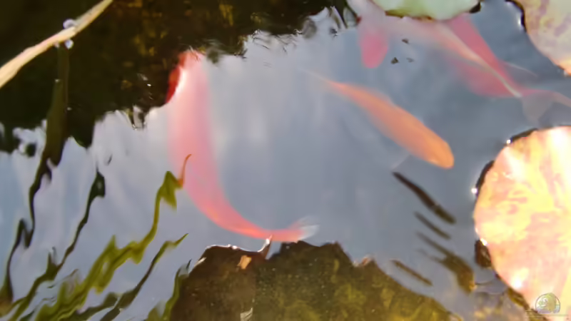 Fische von HOTU (27)