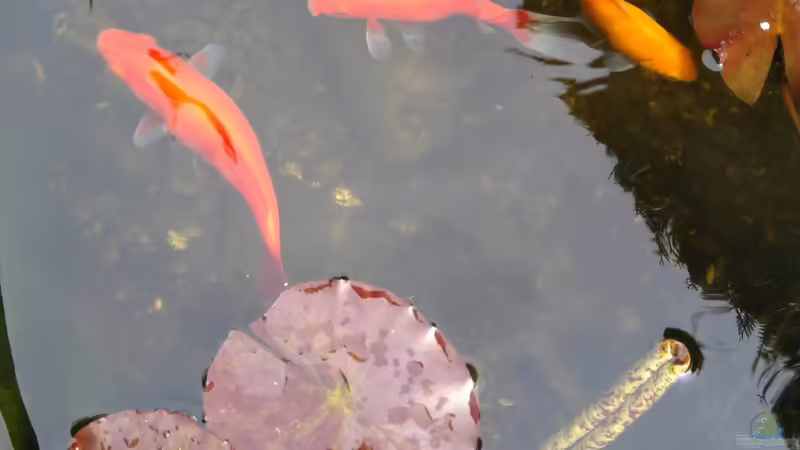 Fische von HOTU (29)