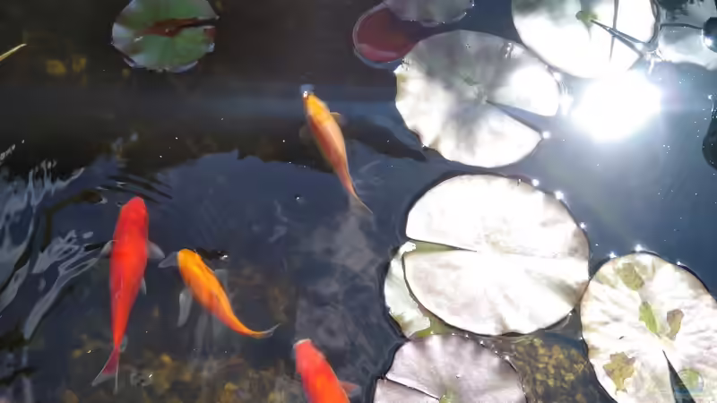 Fische von HOTU (30)