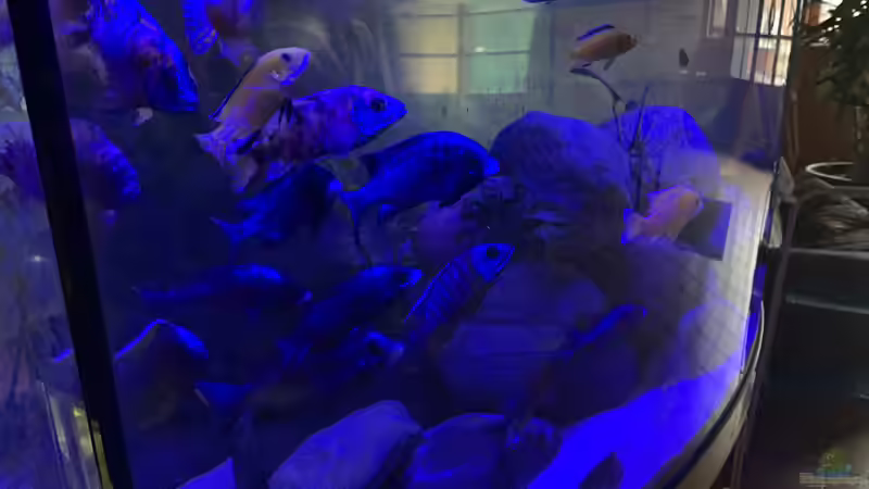 Fische von Mats Müller (2)