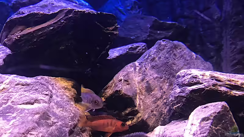 Fische von Raklie (2)