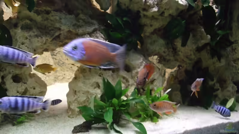 Fische von Simon Dolch (5)