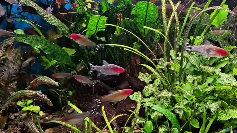 Fische von Stefan Müller (3)