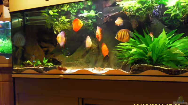 fische von Ulrich Sauerhering (10)