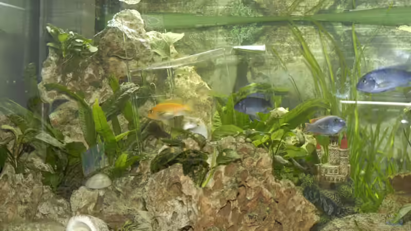 Fischfalle im Einsatz von Gerhard Schrenk (14)