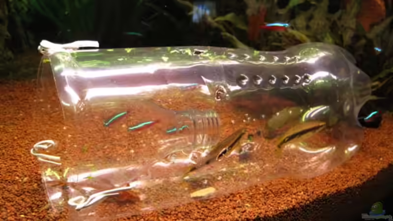 Fischfalle in action von Jogi (30)