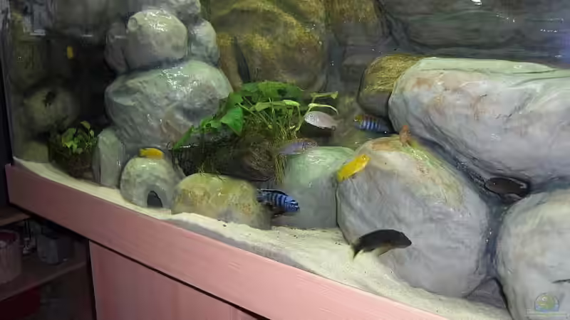 Fischgewimmel 14.08.2011 von Malawi TOM (63)