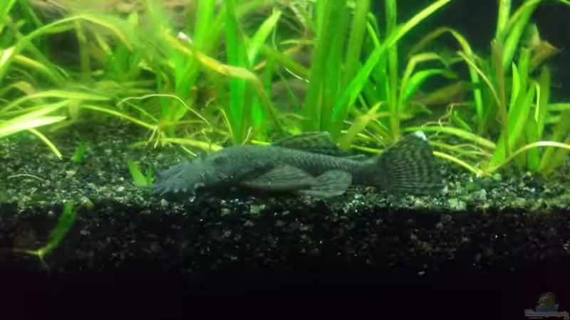 Fischi :D von Pulle (15)