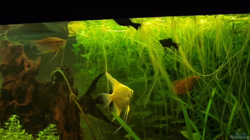 Fischis von patsen (7)