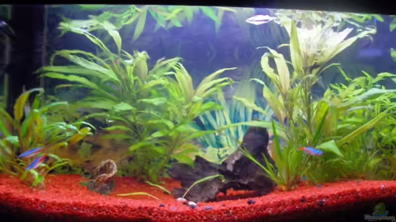 Fischis von reallordofnothing (4)