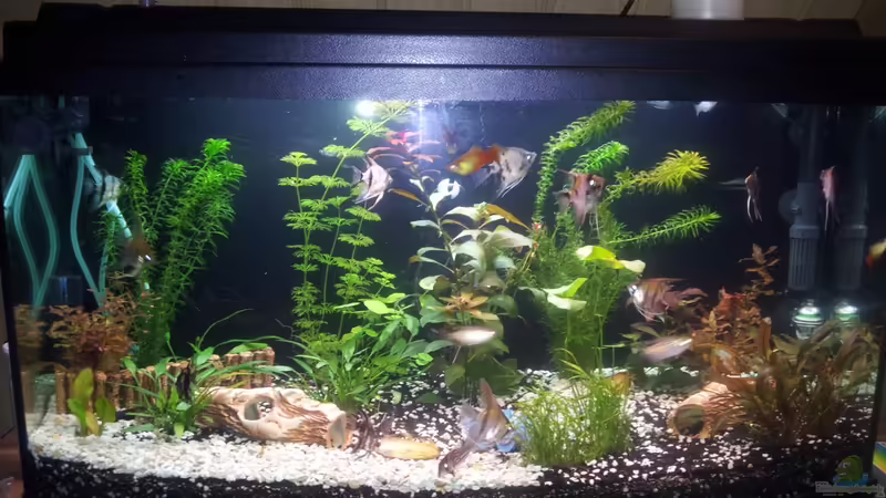 Fischis von Steffinchen (7)