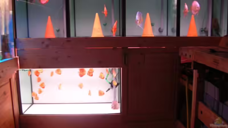 Fischkeller von Frank Bühler-Zeller (5)