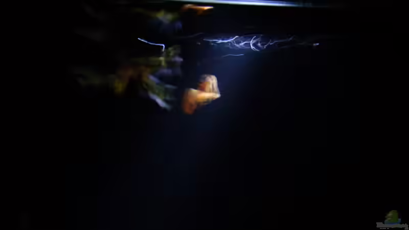 Fischkunst von ManiacXL (31)