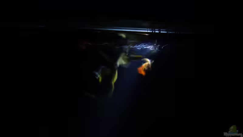 Fischkunst von ManiacXL (35)