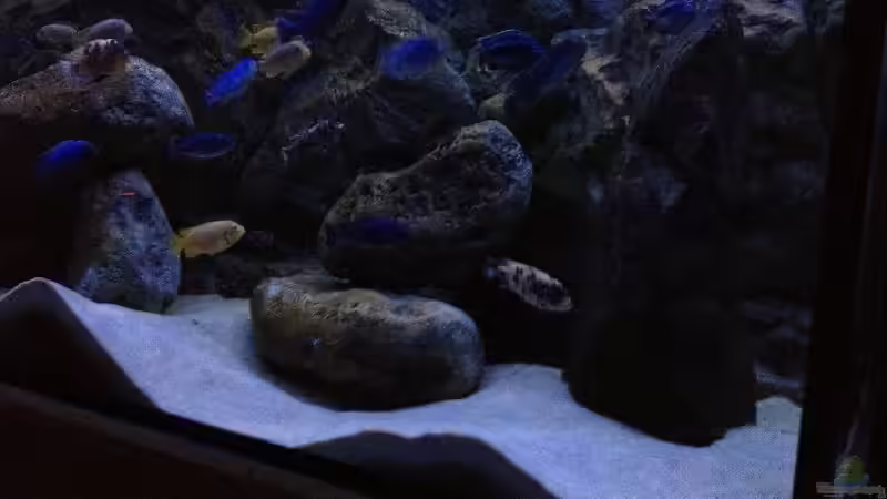 Fischmeute ;-) von Waldteufel (21)