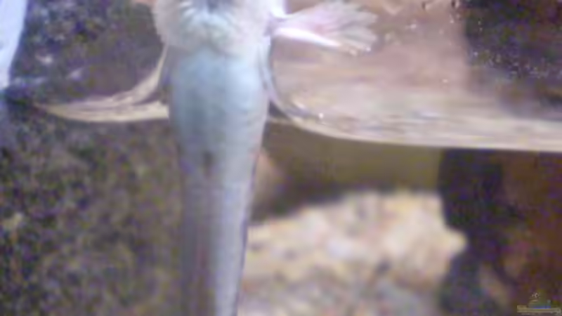 Fischportrait: Indischer Zwergschlammspringer