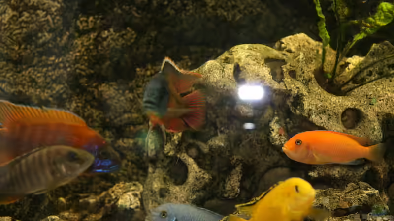 Fischsalat 1 von Rolf Drechsler (6)