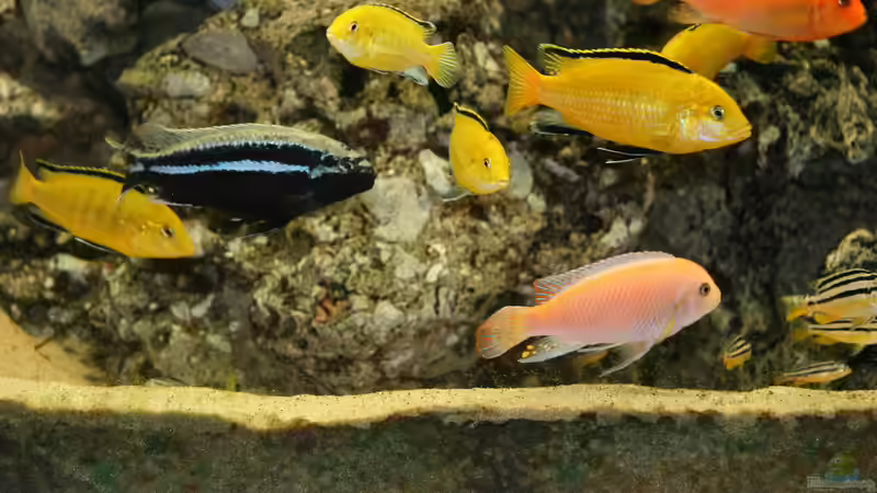 Fischsalat 2 von Rolf Drechsler (7)