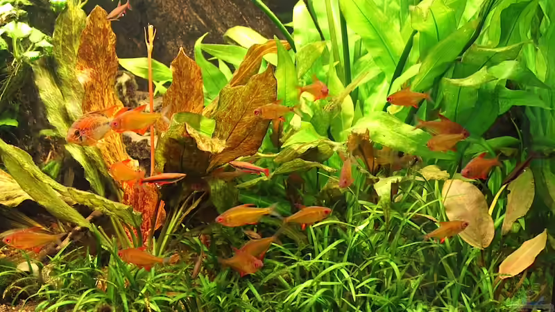 Fischsuppe mit frischem Salat von diveman (11)