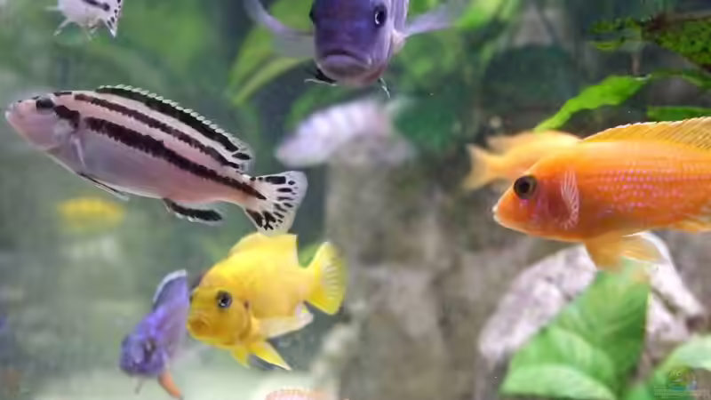 Fischsuppe von Joopde (35)