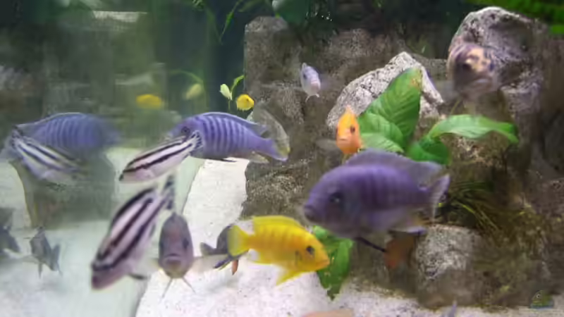 Fischsuppe von Joopde (36)