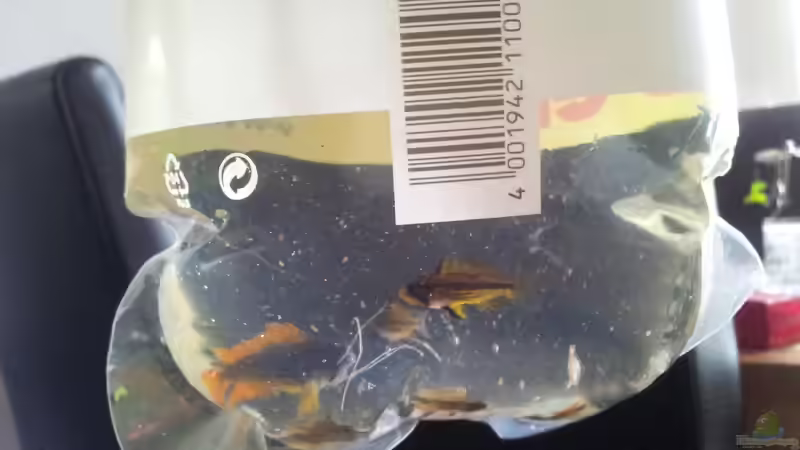 Fischtransport einmal andersherum: Die sieben nach dem rausfangen. von Kathrin77 (50)