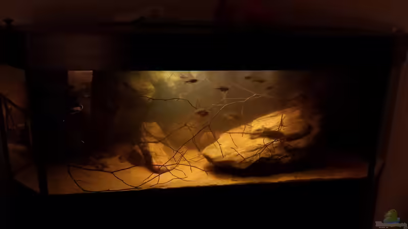 fish taaank :) 24.10.14 von Laura (27)