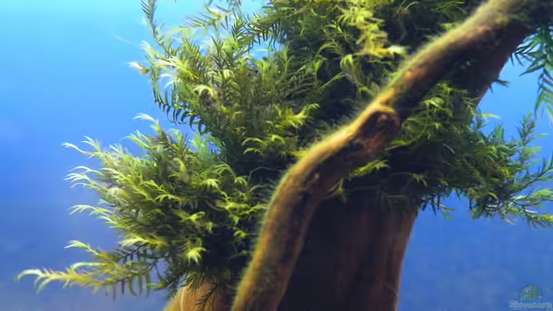 Fissidens - 28.07.2011 von bergfrau (34)