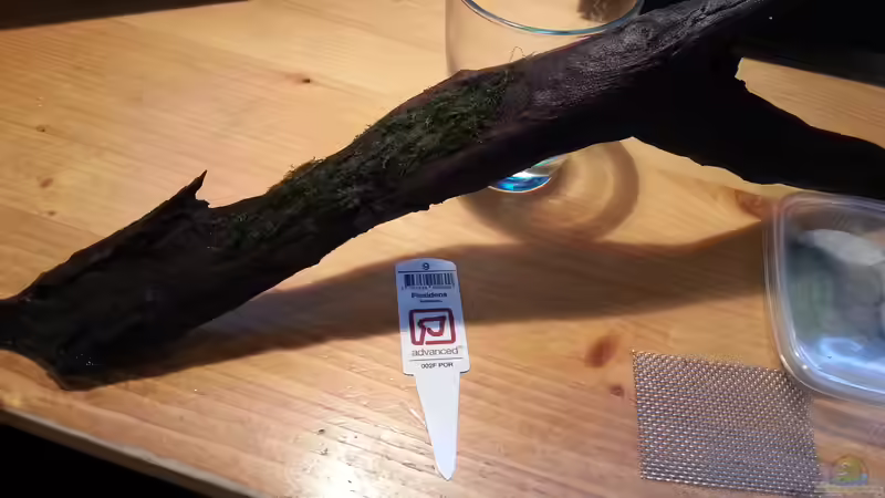 Fissidens auf Holz  von Jonas (Trancemania) (11)