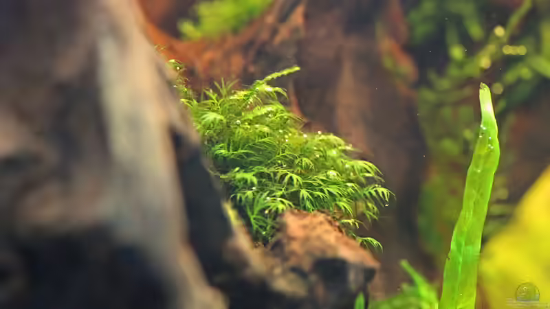 Fissidens fontanus / Phoenix Moos 27-05-2012 von Dirk F. (25)