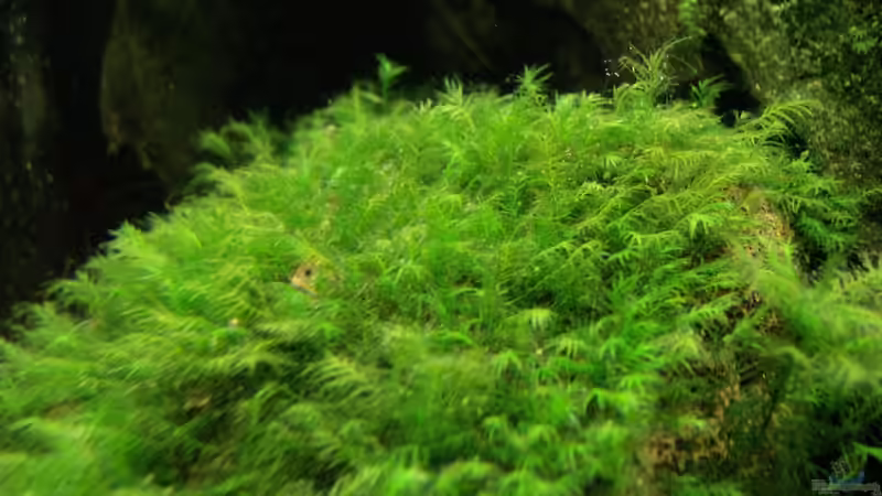 Fissidens fontanus - Phönix Moos von Arne (8)