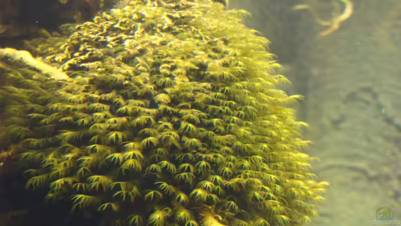 Fissidens fontanus / Phoenixmoss (Foto vom 06.10.13) von Christian Heitmann (13)