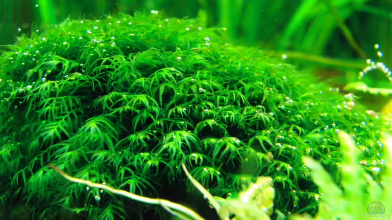 Fissidens Fontanus auf Lavastein ca. 4 x 4 cm groß von Dario (4)