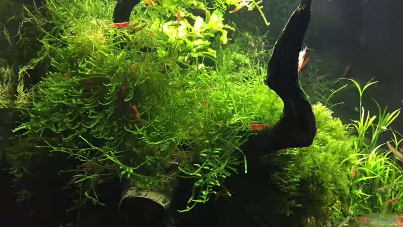 Fissidens fontanus und Taxiphyllum barbieri  von Danny (15)