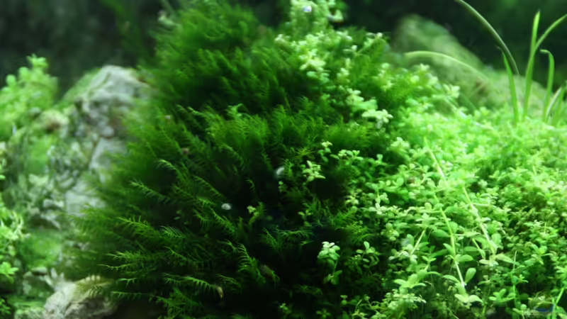 Fissidens fontanus von Arami Gurami (10)