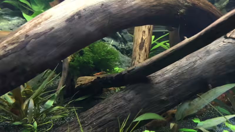 Fissidens fontanus von Danny (16)