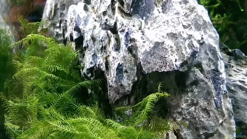 Fissidens fontanus von dima1969 (4)