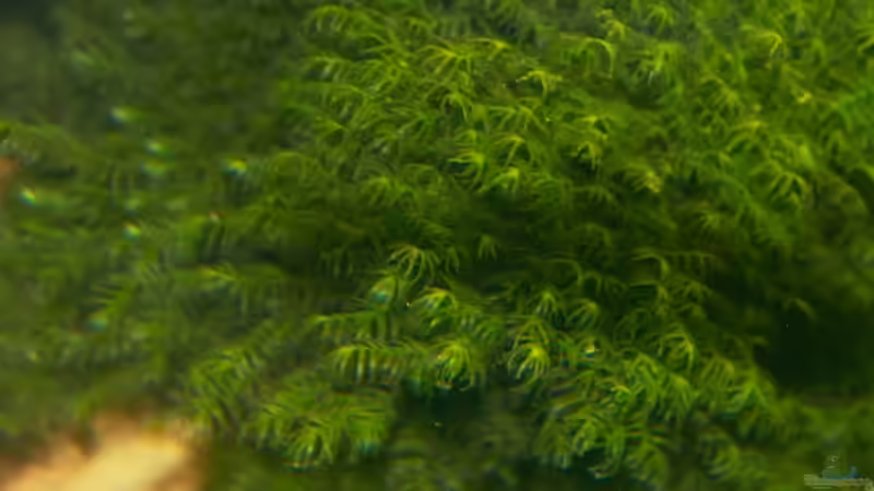 Fissidens Fontanus von diveman (13)